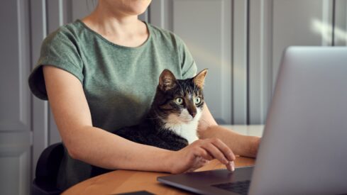 Finding ways to prevent online pet specialists losing market share